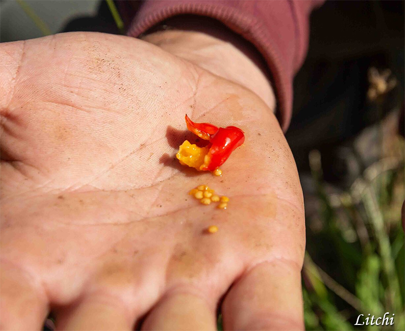 Torkav maavits Litchi